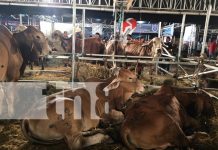 ¡Ni la lluvia los detuvo! Reportan excelentes ventas en la Feria Ganadera 2025 en Managua Foto: ¡Ni la lluvia los detuvo! Reportan excelentes ventas en la Feria Ganadera 2025 en Managua/TN8