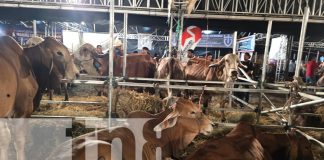 Foto: ¡Ni la lluvia los detuvo! Reportan excelentes ventas en la Feria Ganadera 2025 en Managua/TN8