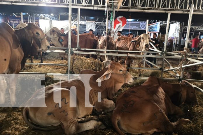 Foto: ¡Ni la lluvia los detuvo! Reportan excelentes ventas en la Feria Ganadera 2025 en Managua/TN8