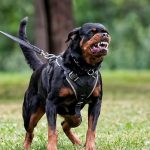 Terror en Francia: Niño de 9 años, muere tras ser atacado por un perro Foto: Un perro mata a un niño de nueve años en Francia /Cortesía