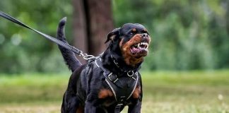 Foto: Un perro mata a un niño de nueve años en Francia /Cortesía