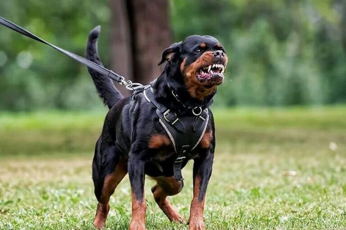 Foto: Un perro mata a un niño de nueve años en Francia /Cortesía