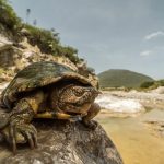 México logra reproducir a la tortuga más pequeña y vulnerable del mundo Foto: Reproducción histórica de tortuga en México /cortesía