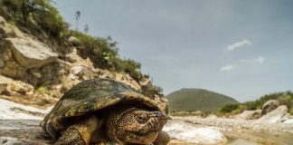Foto: Reproducción histórica de tortuga en México /cortesía