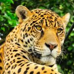 Población de jaguares en México crece por primera vez en años Foto: Población de jaguares en México /cortesía