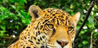 Foto: Población de jaguares en México /cortesía