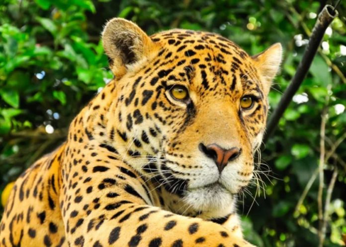 Foto: Población de jaguares en México /cortesía Foto: Población de jaguares en México /cortesía