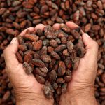 Cacao nicaragüense mejora su calidad con formación técnica Foto: Cacao nicaragüense mejora su calidad con formación técnica / Cortesía