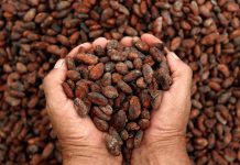 Foto: Cacao nicaragüense mejora su calidad con formación técnica / Cortesía