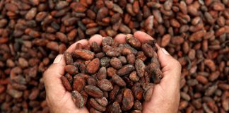 Foto: Cacao nicaragüense mejora su calidad con formación técnica / Cortesía