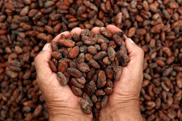 2 Foto: Cacao nicaragüense mejora su calidad con formación técnica / Cortesía