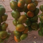 Ministerio Agropecuario reporta 974 manzanas de mandarina sembradas a julio de 2025