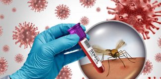 Foto: Virus del Nilo Occidental pone en alerta a Italia: casos y muertes en ascenso / Cortesía