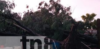 Foto: Managua azotada por un vendaval: Lluvias torrenciales y fuertes vientos causan estragos/TN8