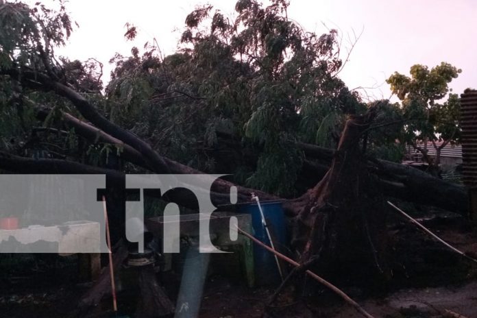 Foto: Managua azotada por un vendaval: Lluvias torrenciales y fuertes vientos causan estragos/TN8
