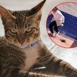 ¡Cuanta crueldad! Estudiantes hacen explotar a un gato en México Foto: Crueldad en México /cortesía