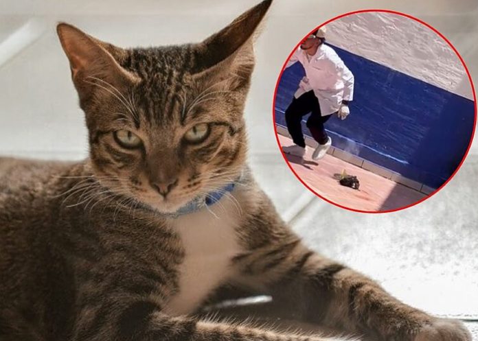 Foto: Crueldad en México /cortesía