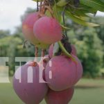 Nicaragua se consolida como líder en la producción del mango, con proyección internacional Foto: Nicaragua se consolida como líder en la producción del mango con proyección internacional/TN8