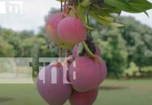 Nicaragua se consolida como líder en la producción del mango, con proyección internacional Foto: Nicaragua se consolida como líder en la producción del mango con proyección internacional/TN8