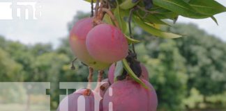 Foto: Nicaragua se consolida como líder en la producción del mango con proyección internacional/TN8