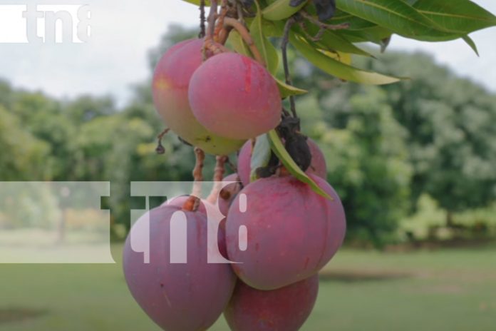 4 Foto: Nicaragua se consolida como líder en la producción del mango con proyección internacional/TN8