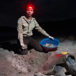 6,000 tortugas Paslama llegan al Refugio La Flor en primera arribada 2025 Foto:La Flor celebra la llegada de miles de tortugas Paslama en 2025/Cortesía