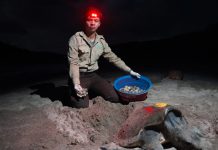 6,000 tortugas Paslama llegan al Refugio La Flor en primera arribada 2025 Foto:La Flor celebra la llegada de miles de tortugas Paslama en 2025/Cortesía