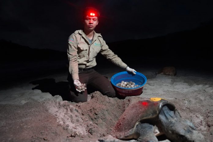 6 Foto:La Flor celebra la llegada de miles de tortugas Paslama en 2025/Cortesía