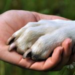 Hallan 32 perros muertos por hambre en una finca abandonada en España Foto: Hallan 32 perros muertos de hambre en una finca en España /Cortesía