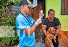 Foto: Minsa activa jornada de vacunación para perros en Masaya/TN8