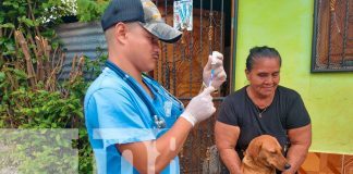 Foto: Minsa activa jornada de vacunación para perros en Masaya/TN8