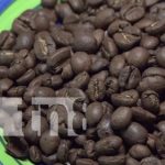 ¿Café en Ometepe? Sí, y es de los más únicos a nivel mundial Foto: Producción de café en Ometepe / TN8