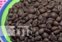 ¿Café en Ometepe? Sí, y es de los más únicos a nivel mundial Foto: Producción de café en Ometepe / TN8