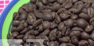 Foto: Producción de café en Ometepe / TN8