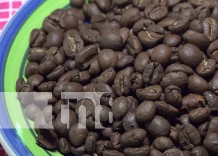 Foto: Producción de café en Ometepe / TN8 Foto: Producción de café en Ometepe / TN8