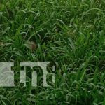 Joven deportista es encontrado decapitado en comunidad de Río Blanco, Matagalpa Foto: Decapitación de un hombre en Río Blanco, Matagalpa / TN8