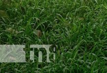 Joven deportista es encontrado decapitado en comunidad de Río Blanco, Matagalpa Foto: Decapitación de un hombre en Río Blanco, Matagalpa / TN8