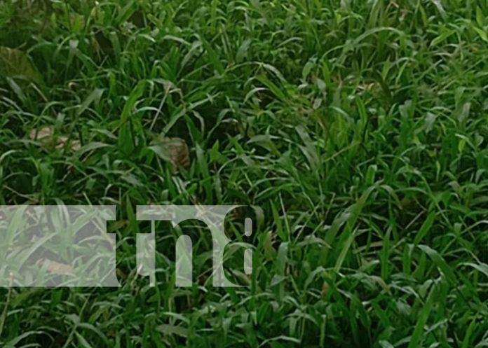 Foto: Decapitación de un hombre en Río Blanco, Matagalpa / TN8 Foto: Decapitación de un hombre en Río Blanco, Matagalpa / TN8