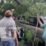 A centímetros de una muerte segura: Árbol cae sobre camioneta en Tiscapa Foto: Árbol cae sobre camioneta en el sector de Tiscapa / TN8