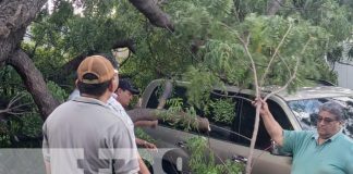 Foto: Árbol cae sobre camioneta en el sector de Tiscapa / TN8
