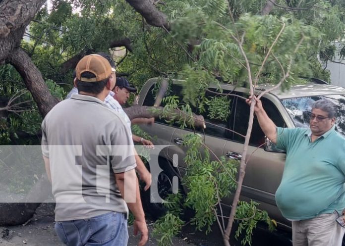 Foto: Árbol cae sobre camioneta en el sector de Tiscapa / TN8 Foto: Árbol cae sobre camioneta en el sector de Tiscapa / TN8
