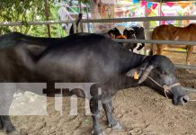 Feria Ganadera en Ocotal ofrece de todo en el agro… y hasta búfalos Foto: Feria ganadera en Ocotal, Nueva Segovia / TN8