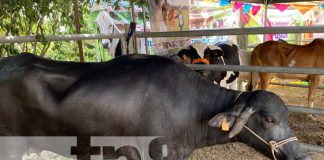 Foto: Feria ganadera en Ocotal, Nueva Segovia / TN8