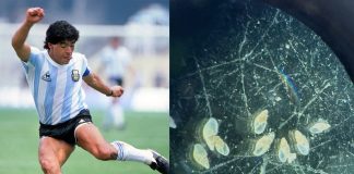 Foto: Maradona es inmortalizado en el fondo del mar argentino /Cortesía