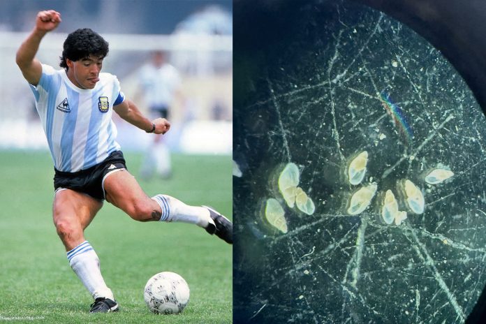 Foto: Maradona es inmortalizado en el fondo del mar argentino /Cortesía Foto: Maradona es inmortalizado en el fondo del mar argentino /Cortesía