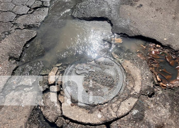 Foto: Manjoles taqueados en el Distrito VI de Managua / TN8 Foto: Manjoles taqueados en el Distrito VI de Managua / TN8