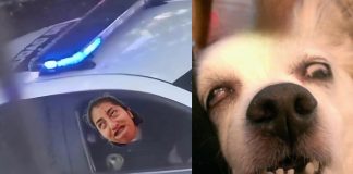 Foto: Sorprendidos dentro de patrulla (memes) /Cortesía