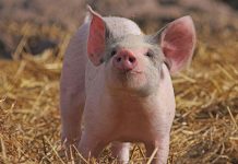 Histórico: trasplantan por primera vez un pulmón de cerdo a un humano Foto: Pulmón de cerdo implantado en paciente con muerte cerebral /Cortesía