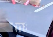 Anciano sufre graves lesiones tras ser atropellado en la Carretera a Masaya Foto: Fuerte accidente en Carretera a Masaya / TN8