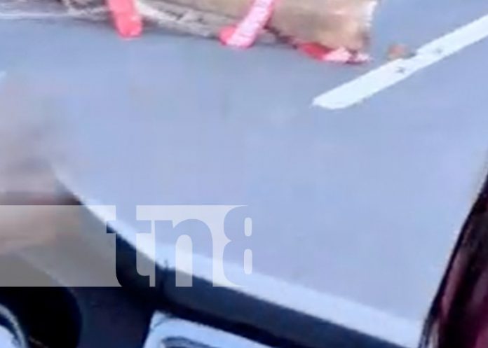 Foto: Fuerte accidente en Carretera a Masaya / TN8